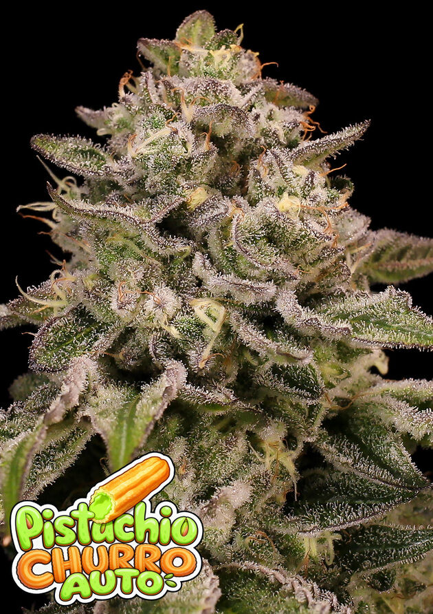 Cannabissamen Auto Pistachio Churro für Indoor und Outdoor